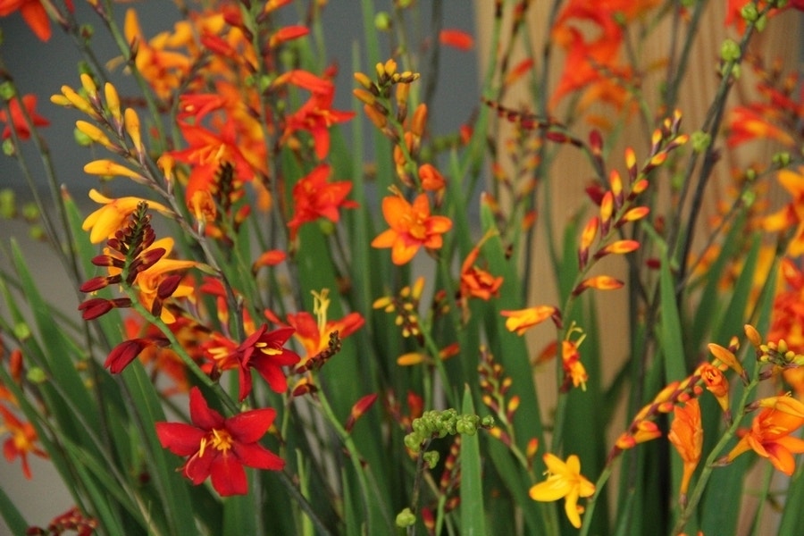 Montbretia (Crocosmia grootbloemig mix)