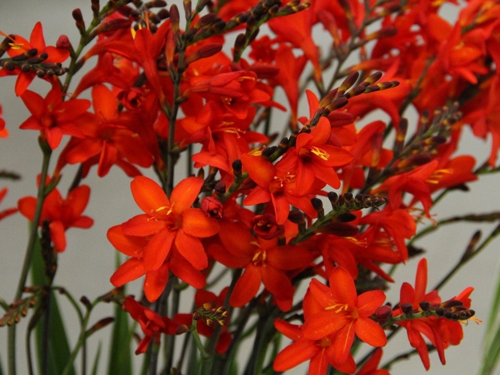 Montbretia bloembol (Crocosmia 'Lucifer')