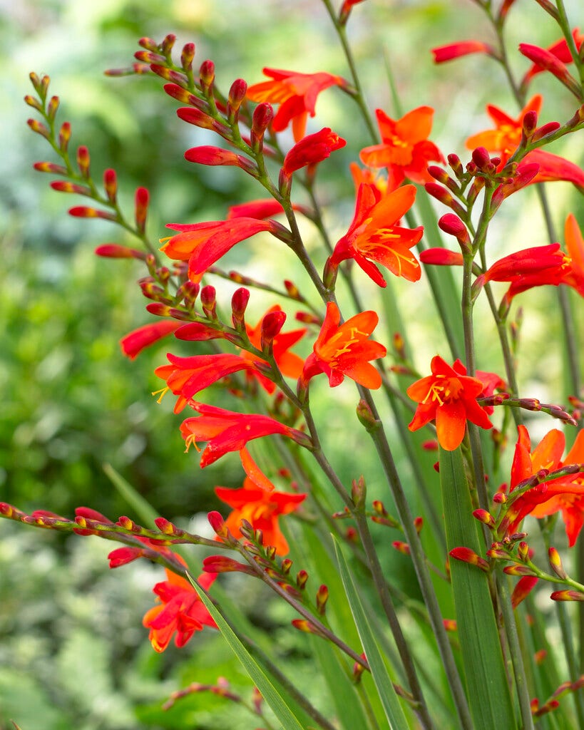 Montbretia (Crocosmia 'Red King')