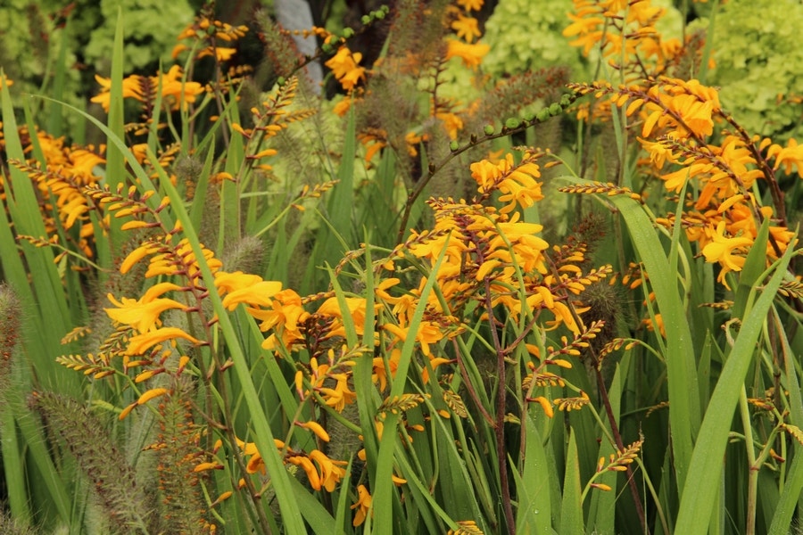 Montbretia (Crocosmia 'Yellow Emberglow')