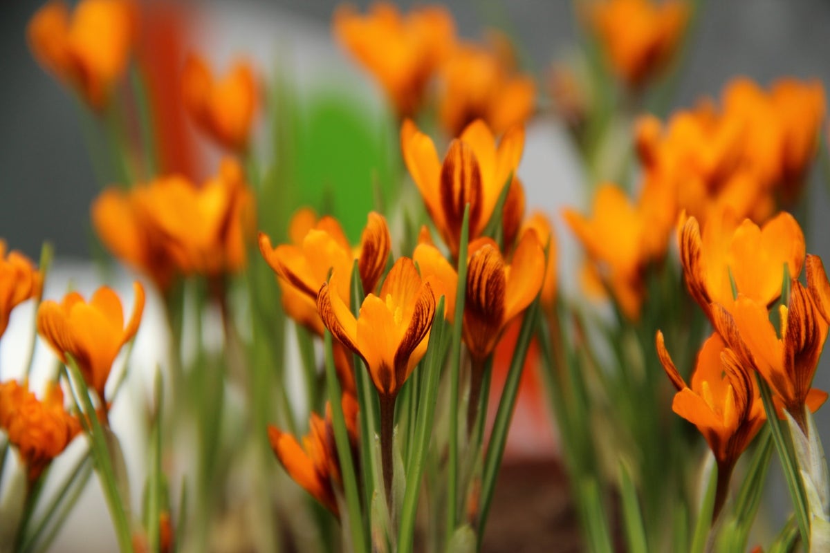 Krokus (Crocus balansae 'Orange Monarch')