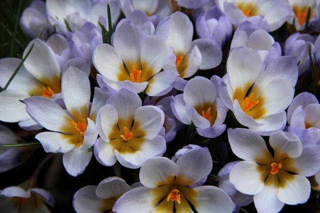 Krokus (Crocus chrysanthus 'Blue Pearl')