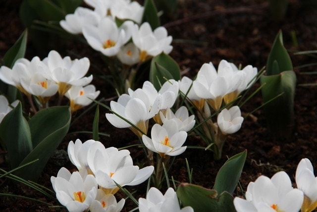 Krokus (Crocus chrysanthus 'Ard Schenk')