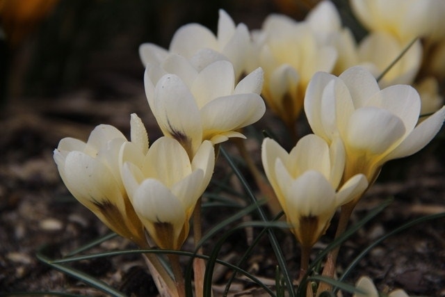 Krokus (Crocus chrysanthus 'Cream Beauty')