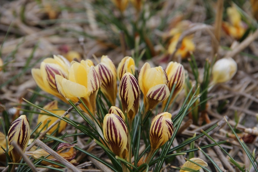 Krokus (Crocus chrysanthus 'Gipsy Girl')