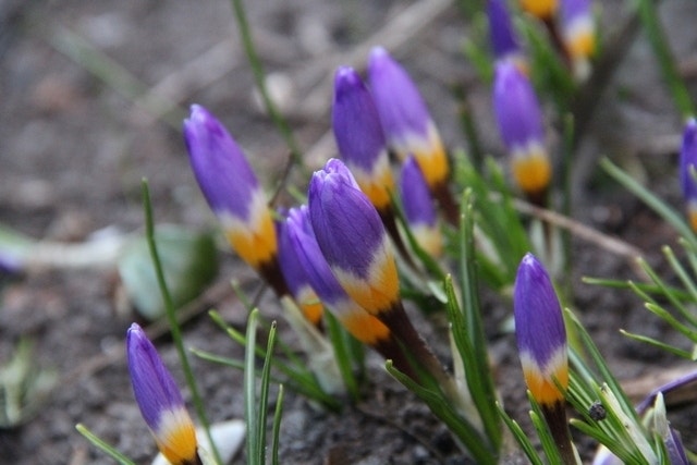 Krokus (Crocus sieberi subsp. sublimis 'Tricolor')