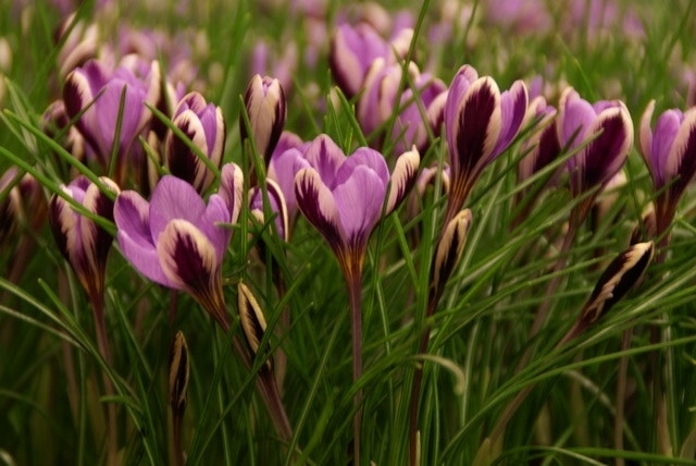 Krokus (Crocus minimus 'Spring Beauty')