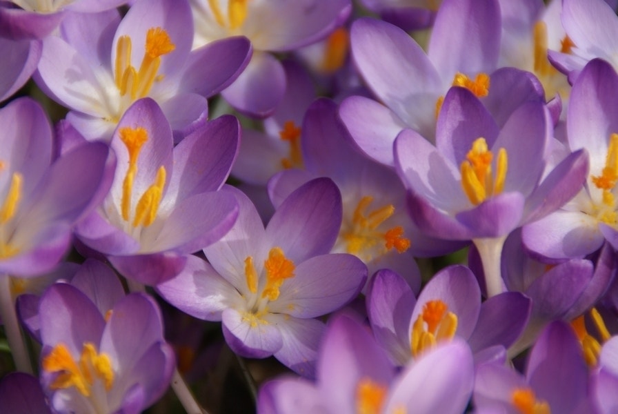 Krokus (Crocus tommasinianus 'Barr's Purple')