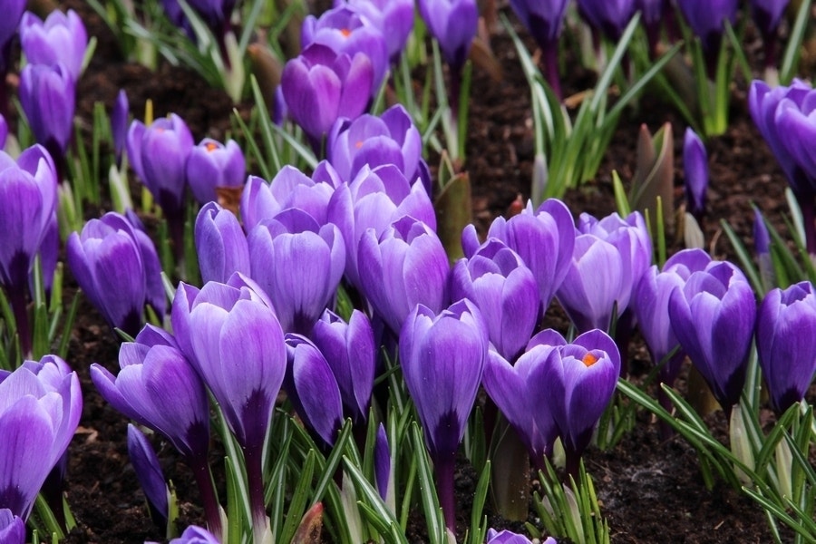 Krokus (Crocus vernus 'Flower Record')