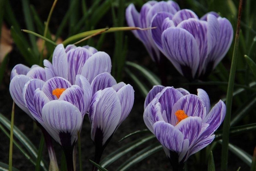 Krokus (Crocus vernus 'Striped Beauty')