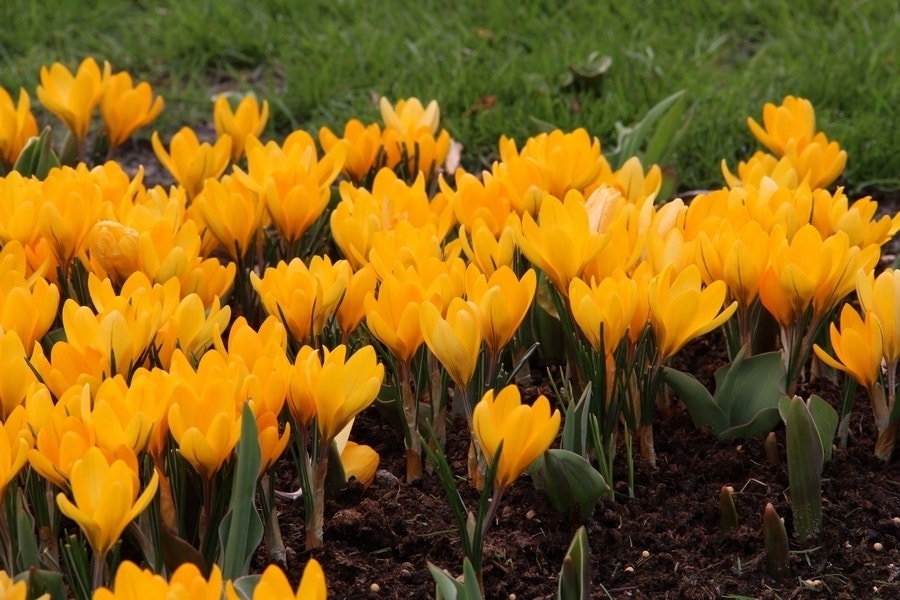 Krokus (Crocus flavus 'Golden Yellow')