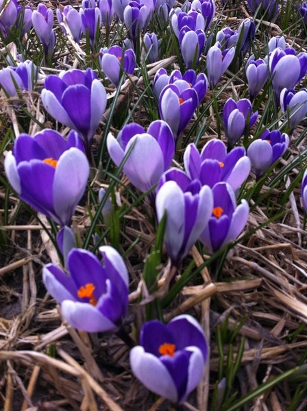 Krokus (Crocus vernus 'Whale Shark')