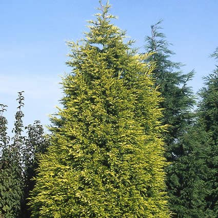 Gele haagconifeer (Cupressocyparis leylandii 'Gold Rider')