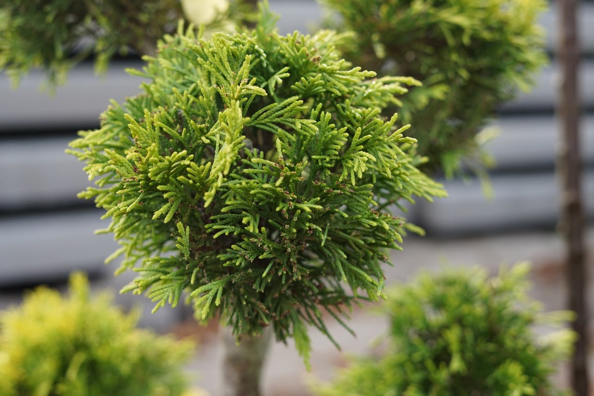 Gele conifeer als pompon (Cupressocyparis leylandii 'Gold Rider')