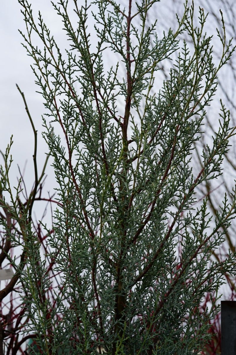 Amerikaanse zuilcipres (Cupressus arizonica 'Fastigiata')