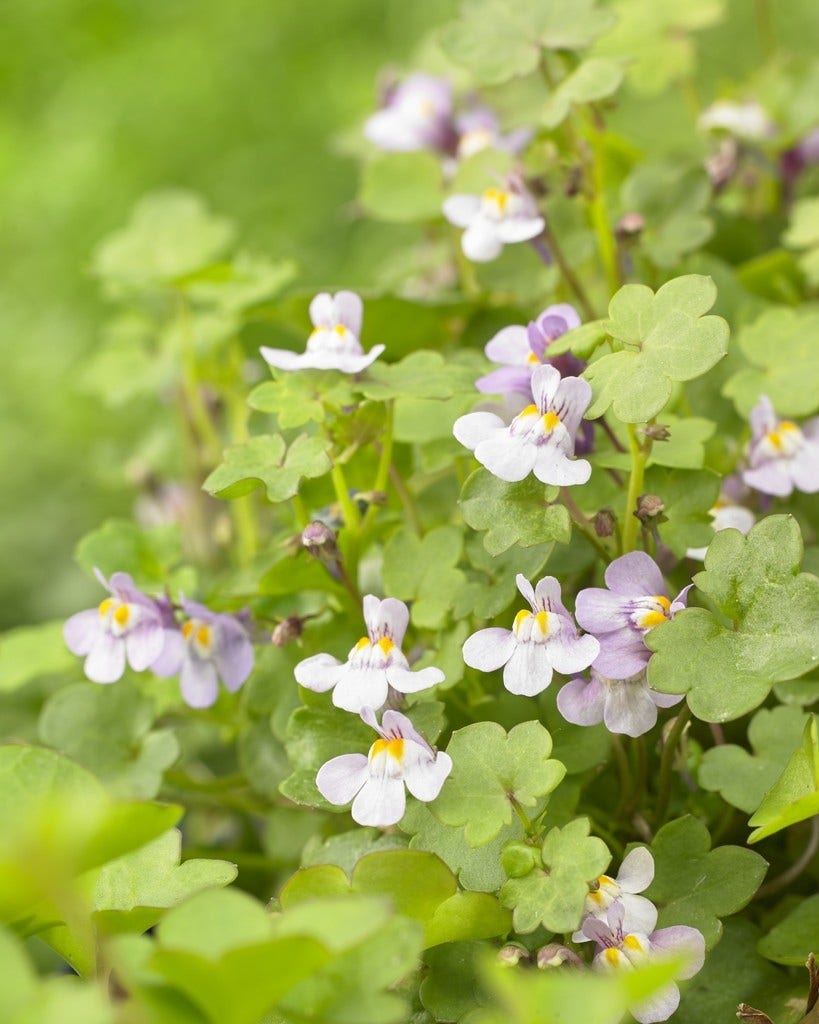 Muurleeuwebek (Cymbalaria muralis)