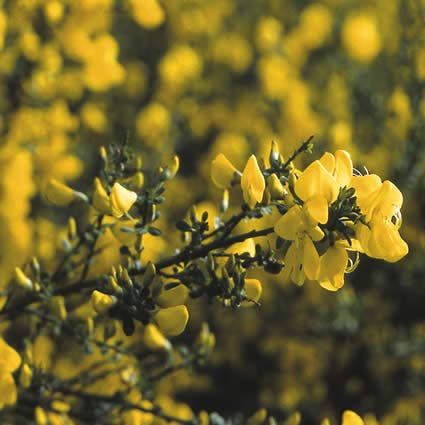 Brem (Cytisus praecox 'Allgold')