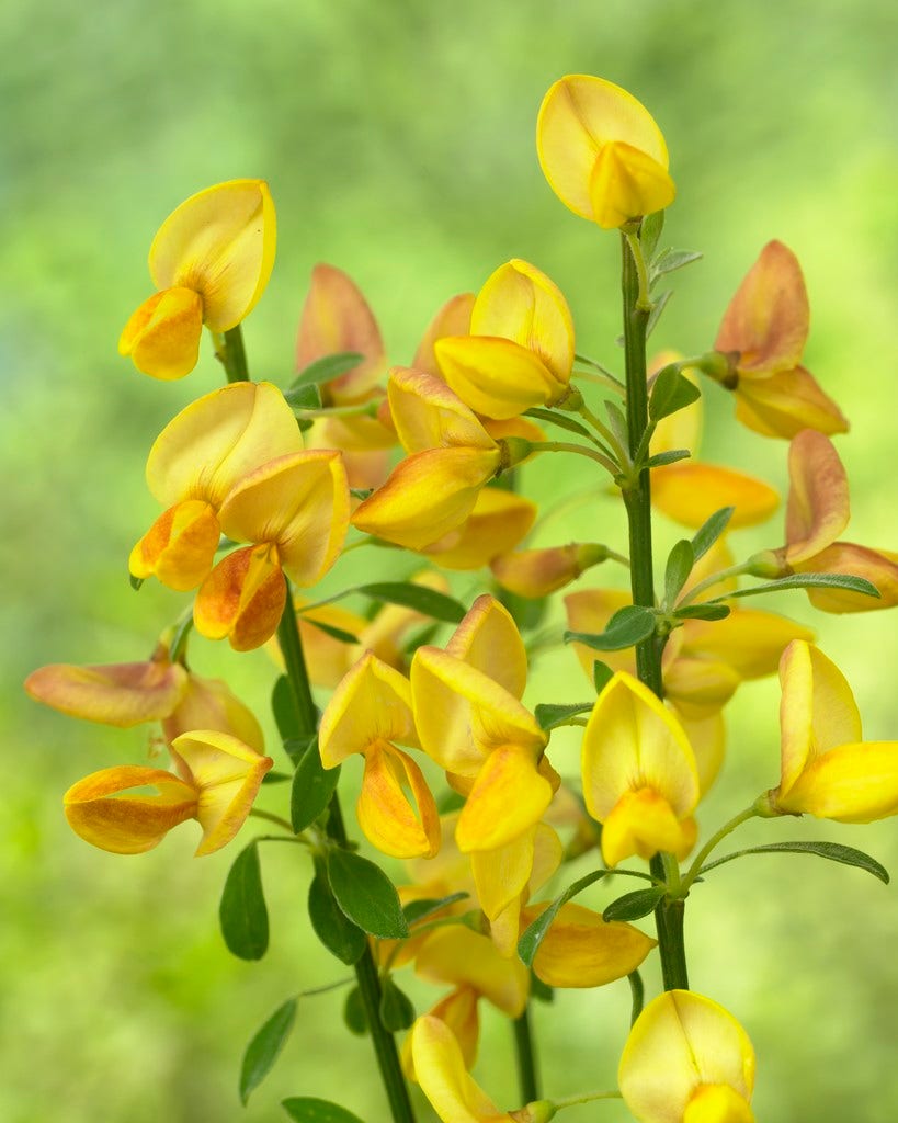 Brem (Cytisus 'Apricot Gem')