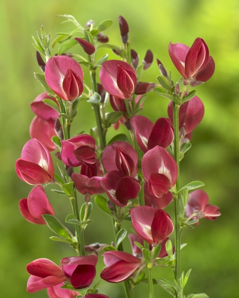 Brem (Cytisus 'Boskoop Ruby')