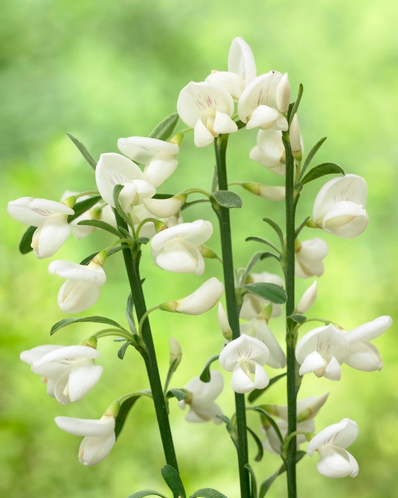 Brem (Cytisus 'White Lion')