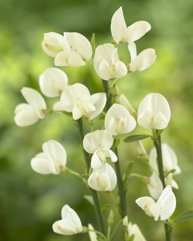 Brem (Cytisus praecox 'Albus')