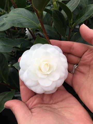 Camelia (Camellia japonica 'Nuccio's Gem')