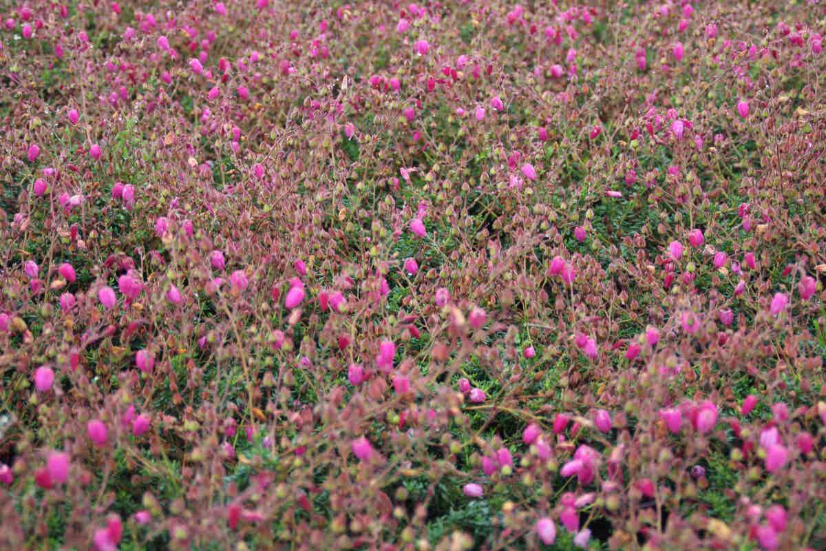 Ierse hei roze-paars (Daboecia cantabrica 'Cupido')