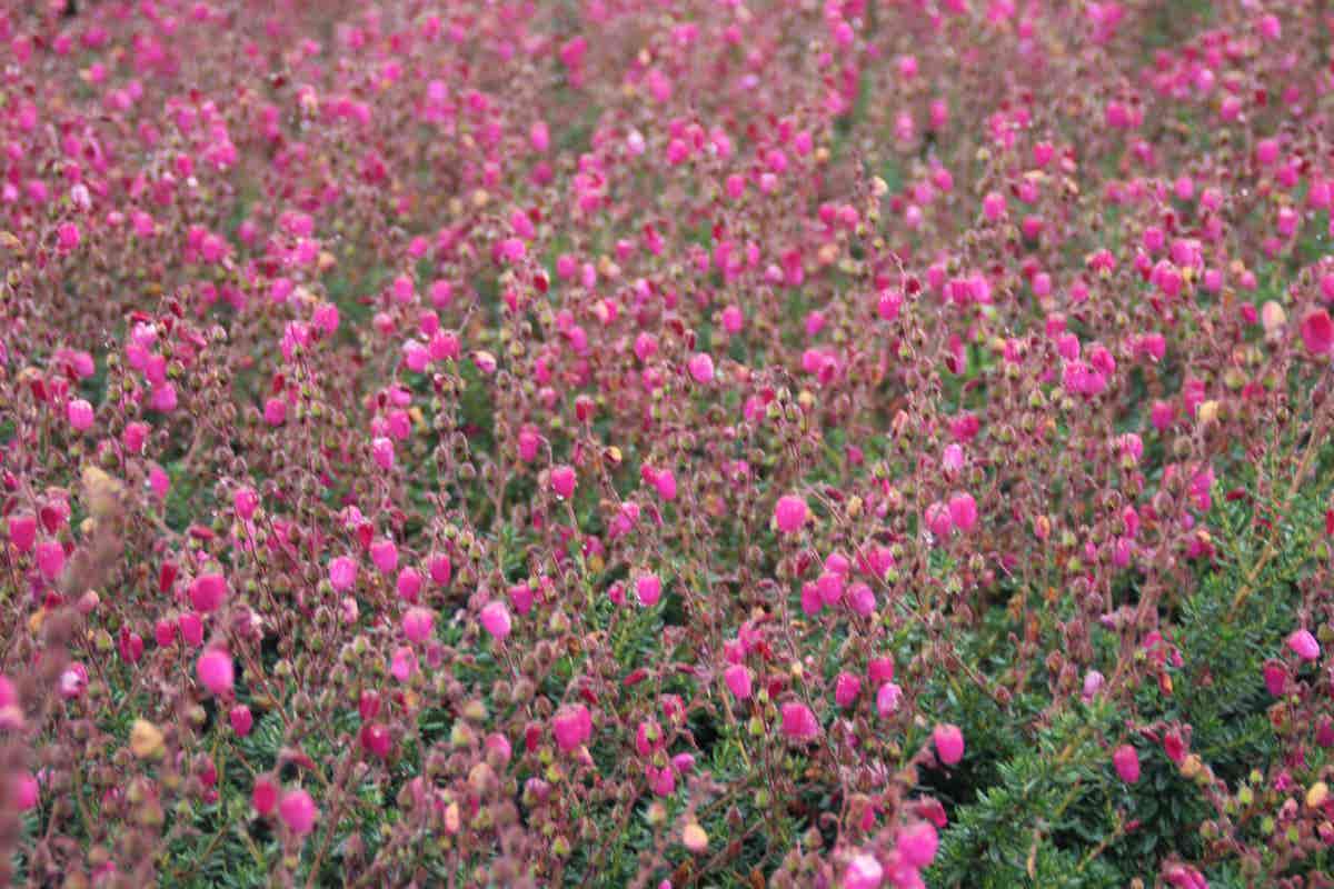 Ierse heide (Daboecia cantabrica 'Waley's Red)