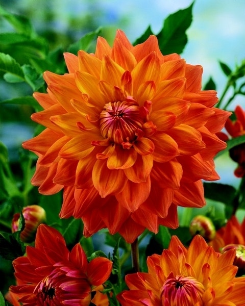 Dahlia (Dahlia 'Ace Summer Sunset')