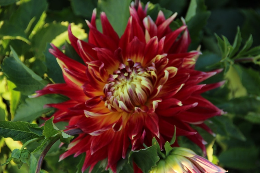 Dahlia (Dahlia 'Akita')