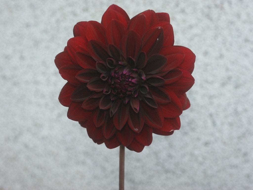 Dahlia (Dahlia 'Arabian Night)