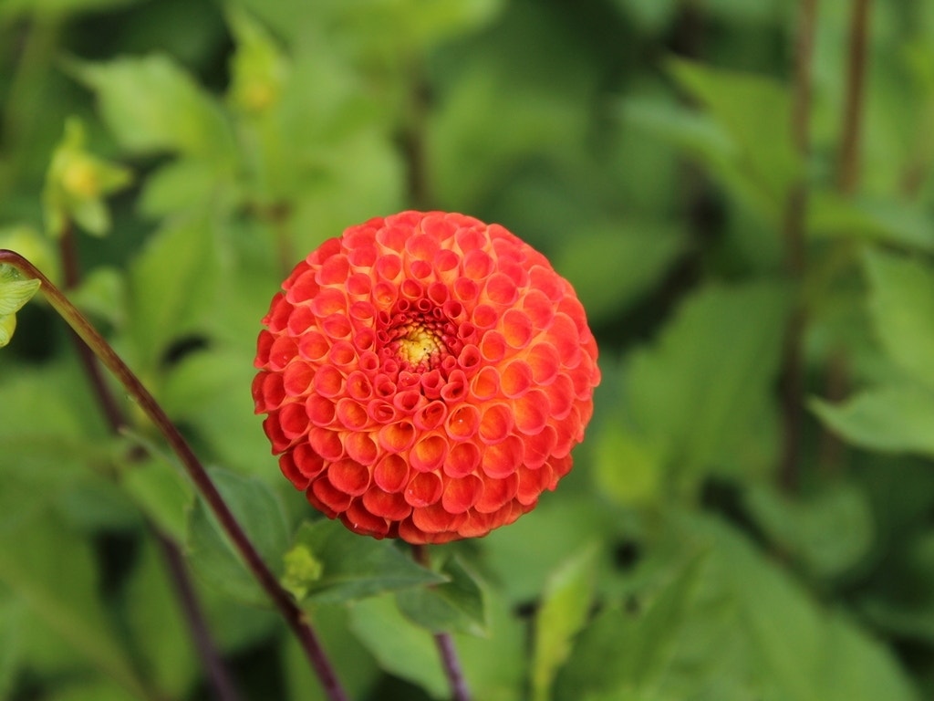 Dahlia (Dahlia 'Bantling')