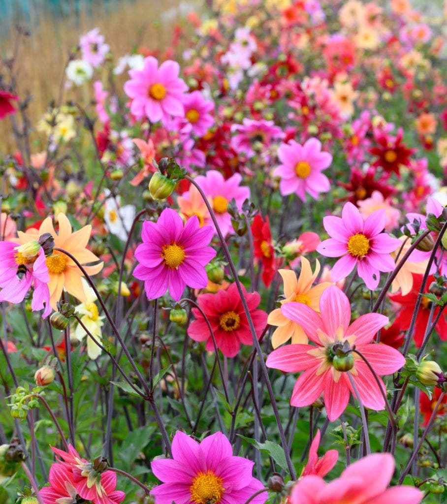 Dahlia (Dahlia 'Bee Friendly Mix')