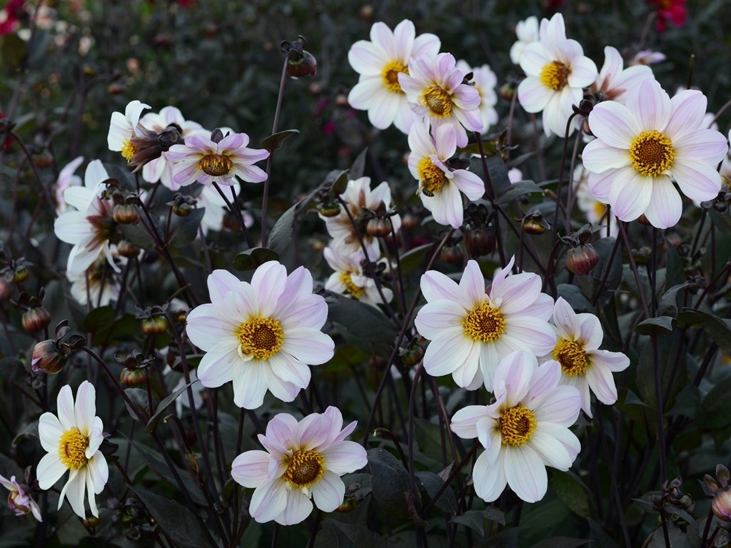 Dahlia (Dahlia 'Bishop of Dover')