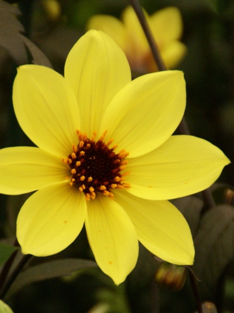 Dahlia (Dahlia 'Bishop of York')