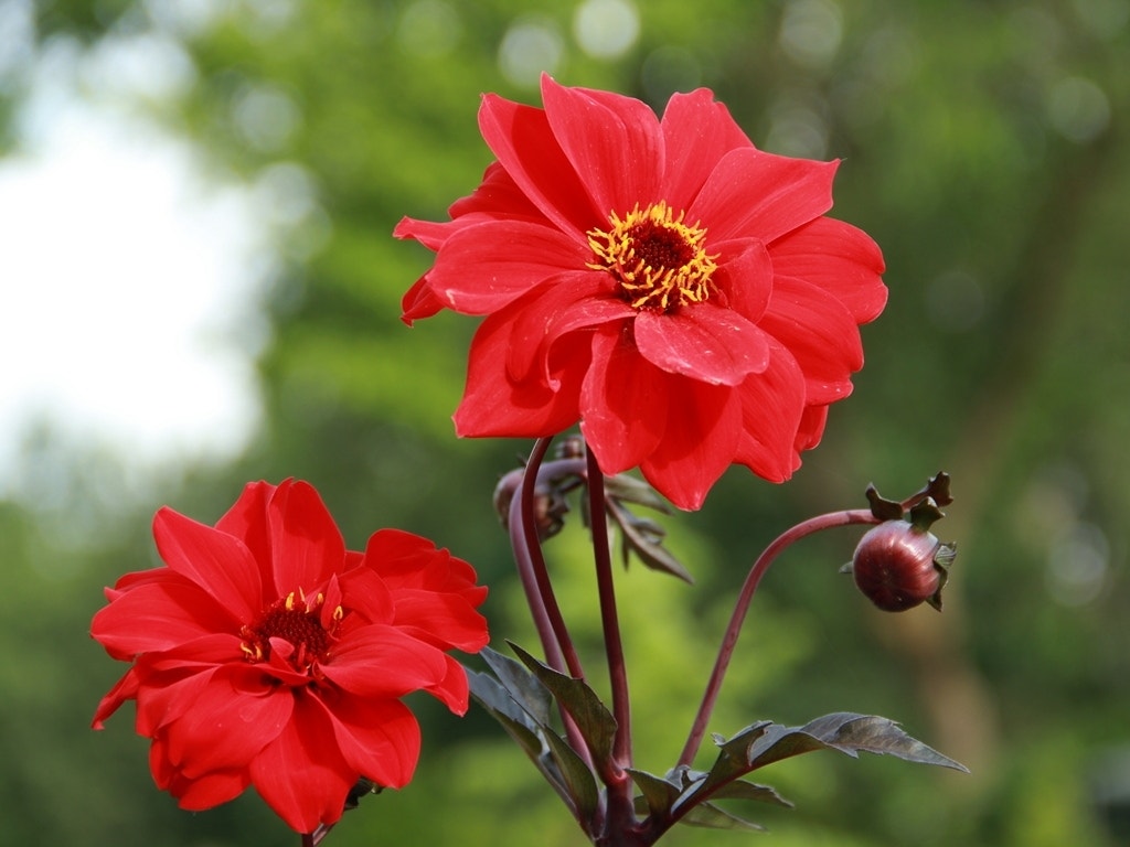 Dahlia (Dahlia 'Bishop of Llandaff')