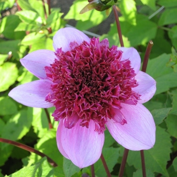 Dahlia (Dahlia 'Blue Bayou')