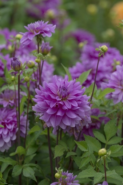 Dahlia (Dahlia 'Bluetiful')