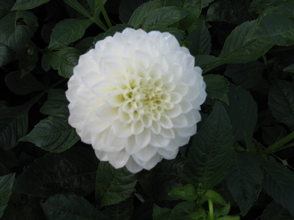 Dahlia (Dahlia 'Boom Boom White')