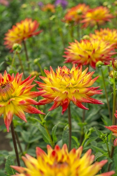 Dahlia (Dahlia 'Bridge View Aloha')