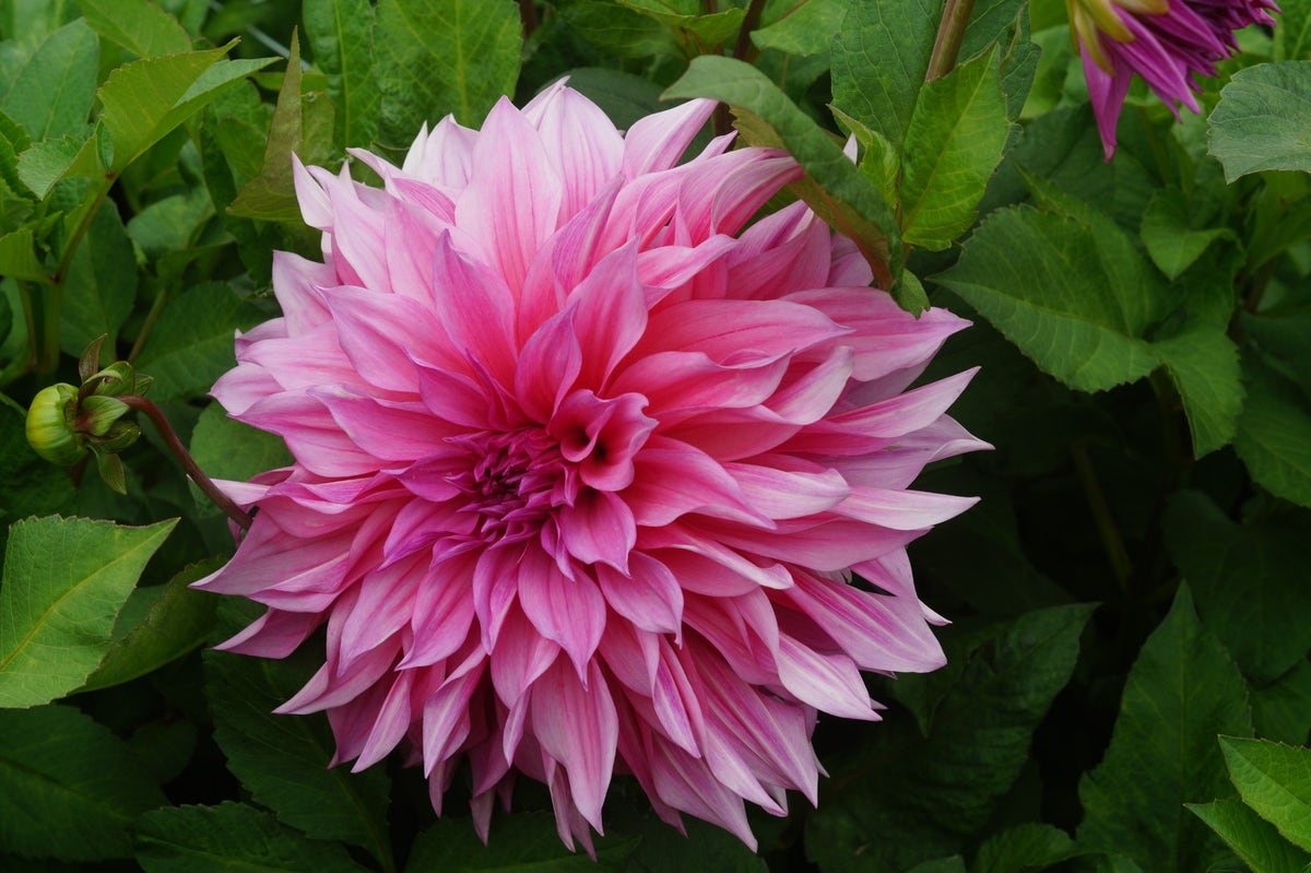 Dahlia (Dahlia 'Café au Lait Rosé')