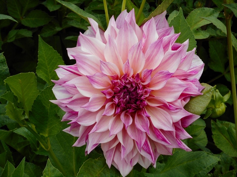 Dahlia (Dahlia 'Café au Lait Royal')