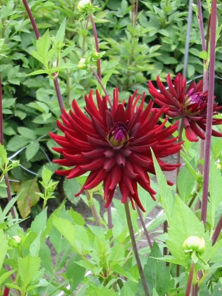 Dahlia (Dahlia 'Chat Noir')