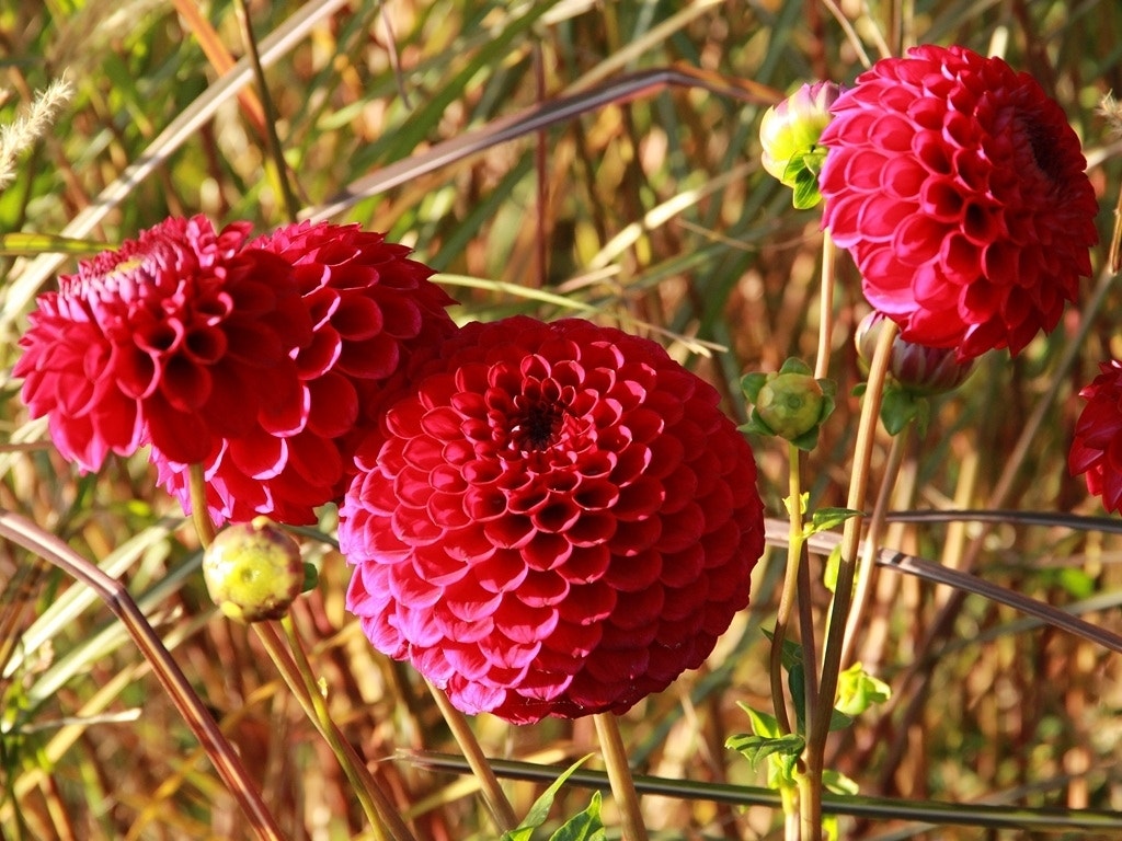 Dahlia (Dahlia 'Cornel')