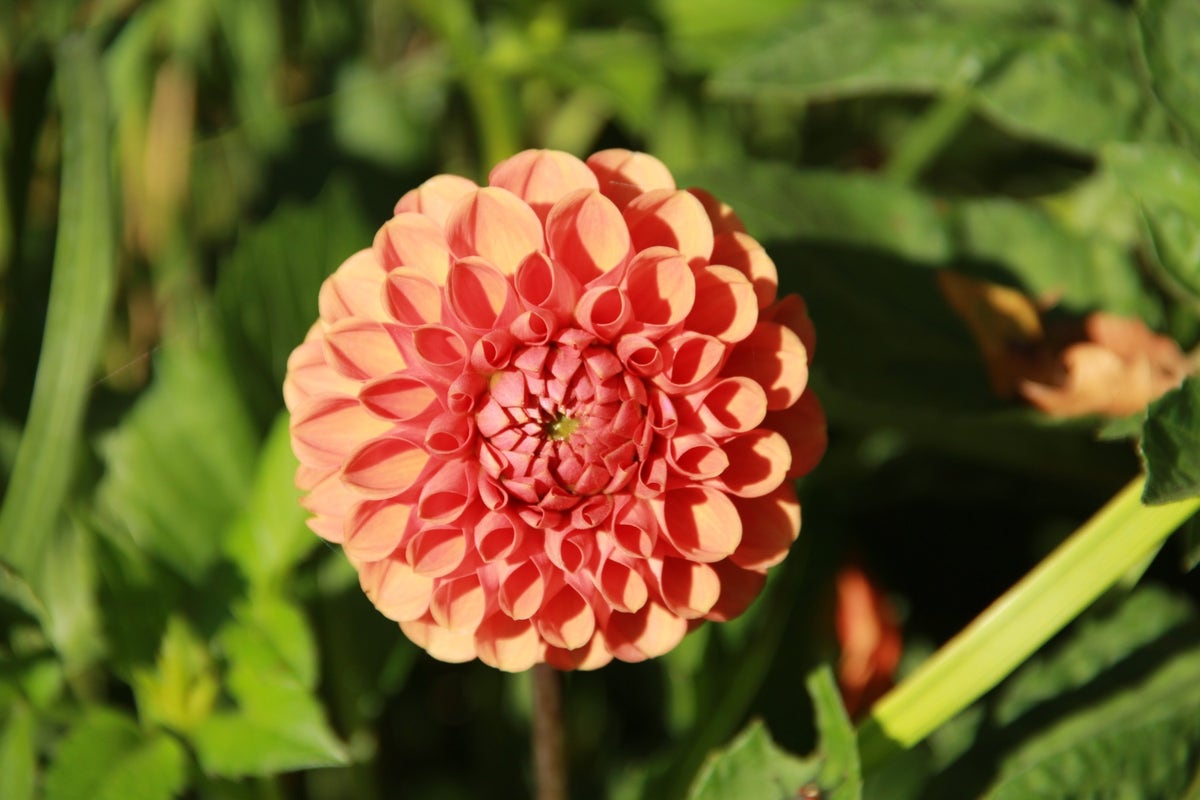 Dahlia (Dahlia 'Cornel Brons')