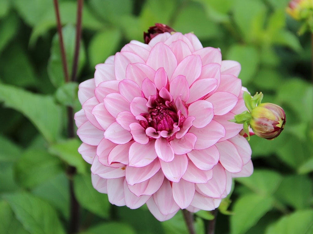 Dahlia (Dahlia 'Crème de Cassis)