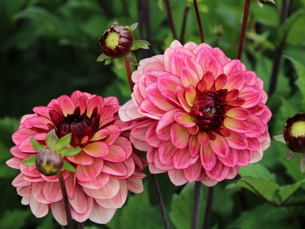 Dahlia (Dahlia 'Crème de Cognac')