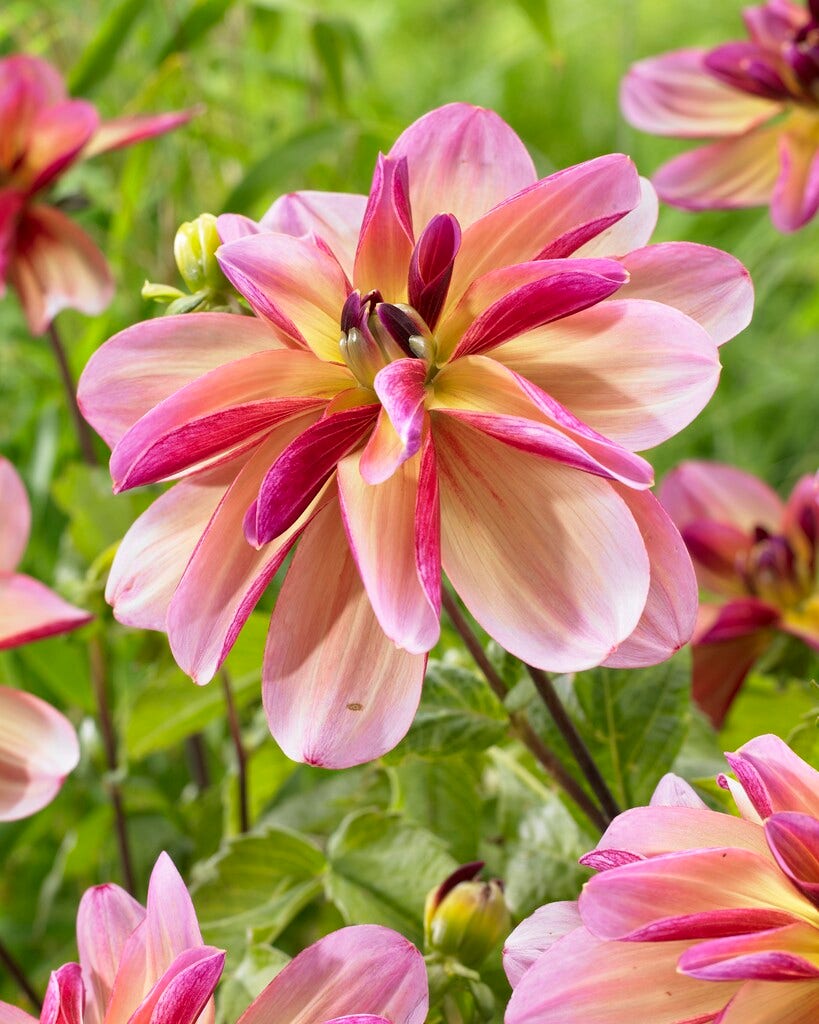 Dahlia (Dahlia 'Dark Butterfly')