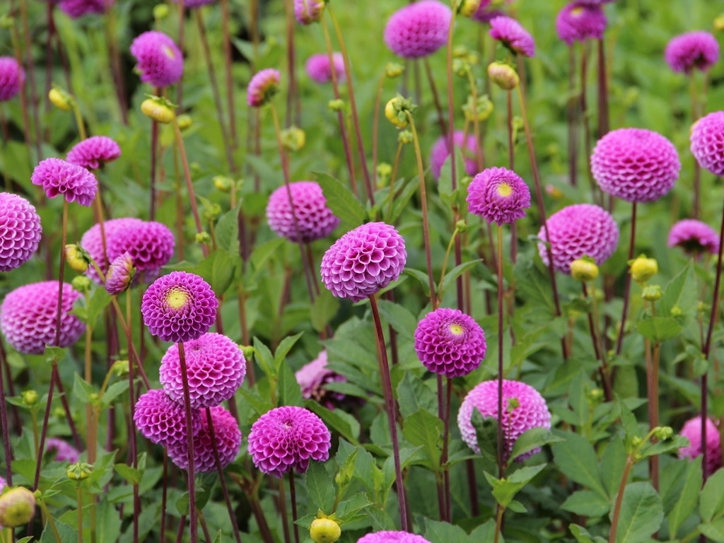 Dahlia (Dahlia 'Franz Kafka')