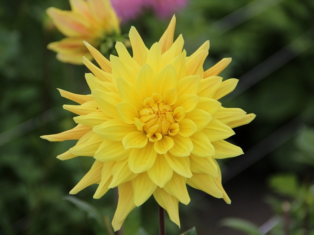 Dahlia (Dahlia 'Gelber Vulcan')